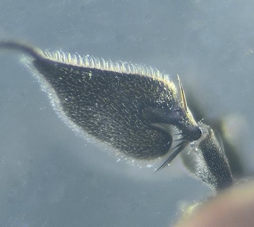 Syntormon denticulatum
